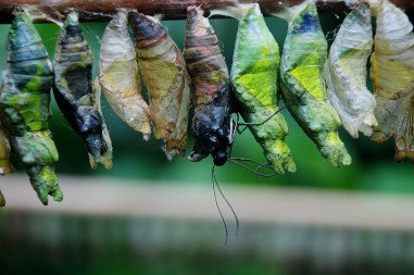 cocoon-gaed4e51c4_1920.jpg